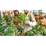 Miraa (khat).