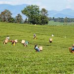Tea-nandi