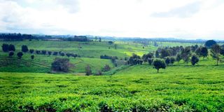 TEA-FARM