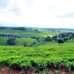 TEA-FARM