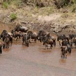 maasai-mara