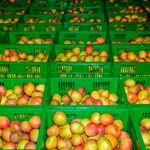 mangoes