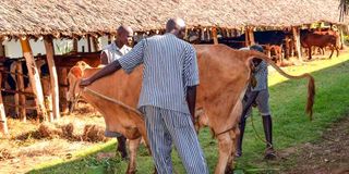 cows