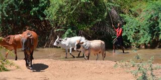 cattle1211