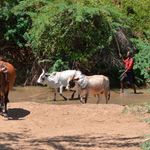 cattle1211