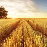 wheat farm sun