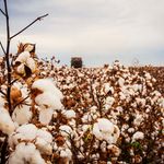 GMOCOTTON