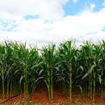 MAIZE_plantation