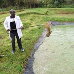 Laban scooping fish from pond.