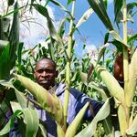 DnEldMaize2408g