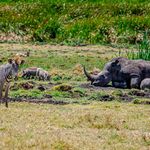 EndangeredspeciesEA(2)