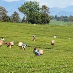 tea-nandi