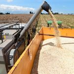 DnEldMaize2510i