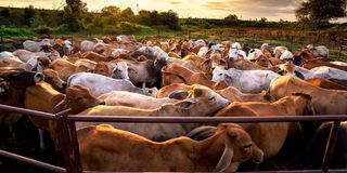 BDLIVESTOCK