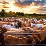 BDLIVESTOCK