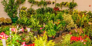 BDGARDENEXPOu