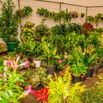 BDGARDENEXPOu