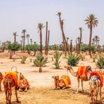 BDMOROCCO