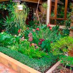 bd plants