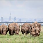 EAM AWF rhinos