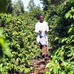 Coffee farm