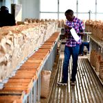 Nairobi Coffee Exchange auction