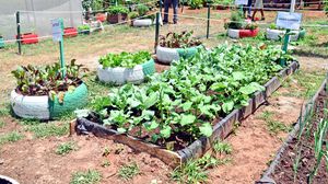 DN KITCHEN GARDEN c